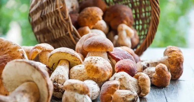 mantarin faydalari ve zararlari nelerdir kultur mantari ne ise yarar neye iyi gelir saglik haberleri