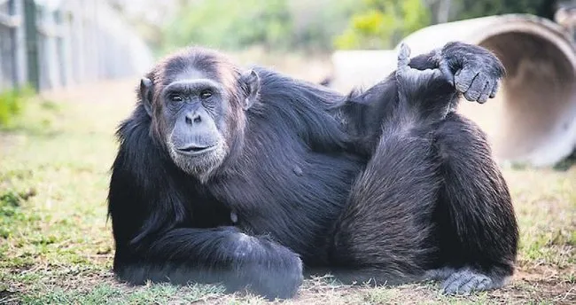 Mülteci şempanze Manno