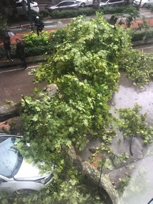 Çınar ağacı otomobilin üzerine devrildi: 1 yaralı