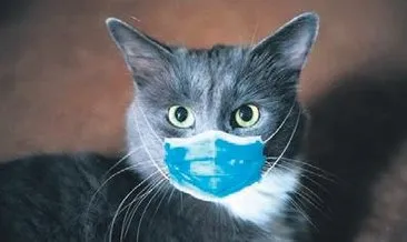 Dünyadan kovid gelişmeleri: Virüs taşıyan kediler de itlaf edildi