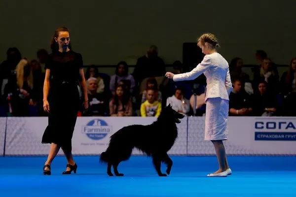 Rusya'da köpek fuarı