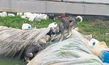 Köpeklerden kardeşlik dersi