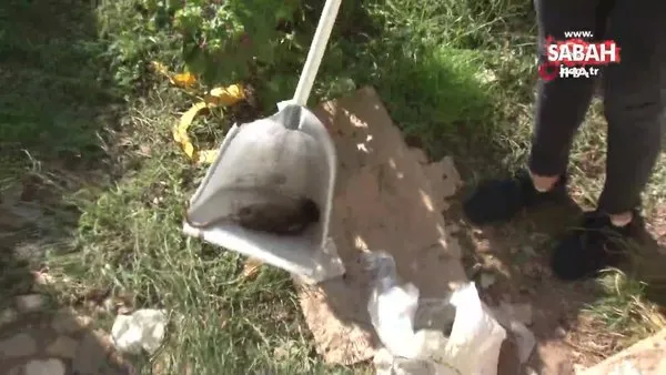 Sarıyer’de vatandaşlar tedirgin: Mahalleyi akrepler ve fareler bastı | Video