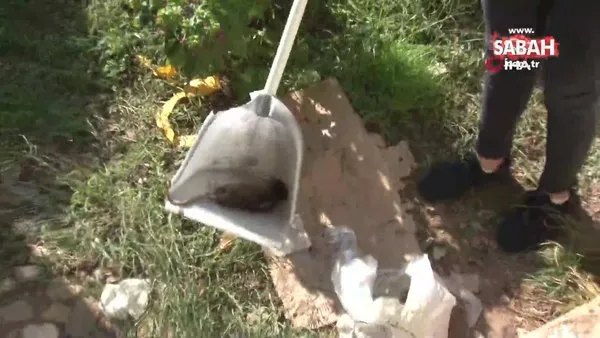 sariyer de vatandaslar tedirgin mahalleyi akrepler ve fareler basti video videosunu izle son dakika haberleri