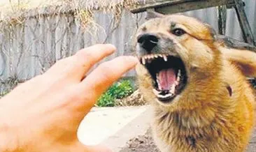 Isparta'da köpek dehşeti: 1 ölü! Bahçesine atladı vücudunu parçaladı! Ailesi korkunç manzarayla karşılaştı #konya