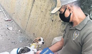 Adana polisinden pitbull avı