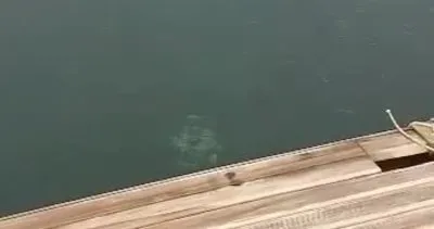 Bodrum Gündoğan sahilinde Ege’de nadir görülen beyaz fok balığı görüntülendi | Video