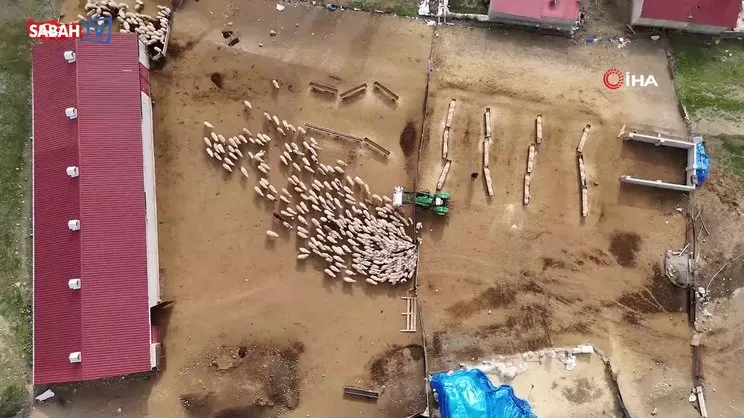 Erzincan’da koyun ve kuzuların coşkulu buluşması böyle görüntülendi | Video