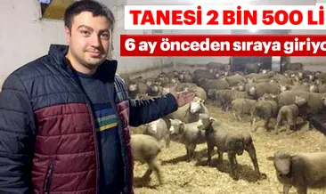 Herkes onların peşinde! 2 bin 500 lira...