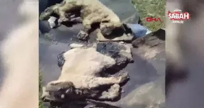 Zifte bulanmış 10 yavru köpek, dernek üyelerinin girişimiyle temizlendi | Video