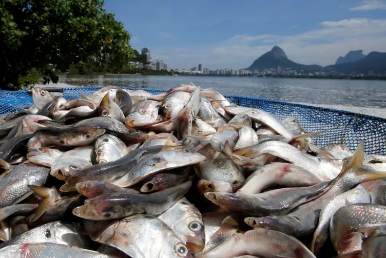 Brezilya’da şok eden ölü balık görüntüleri
