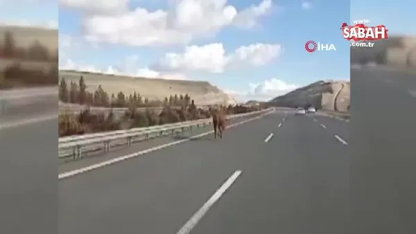 Başıboş at otobana çıktı, vatandaş peşine düştü | Video