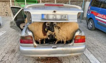 Kaza yapan aracın içinden çalıntı koyunlar çıktı #batman