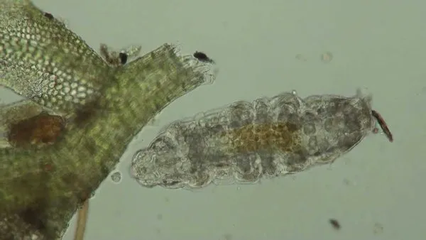 Dünyanın en dayanıklı canlısı: Tardigrad