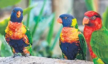 Ekvator’a yakın kuşlar daha renkli