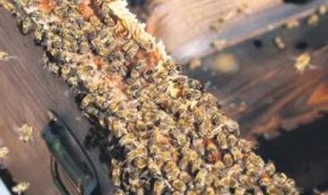 Bal hasadı ve bağ bozumu