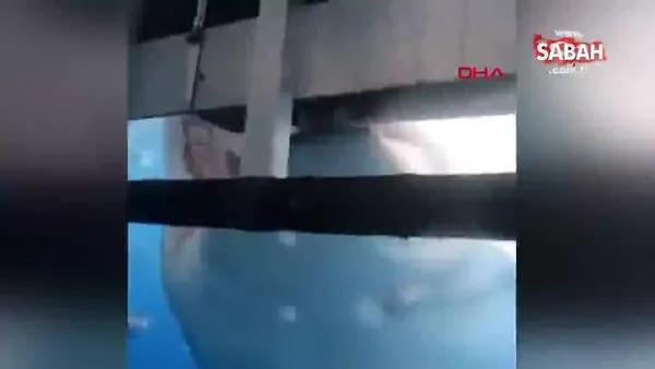 Meksika'da dalış yapan turistlere köpek balığı dehşeti | Video