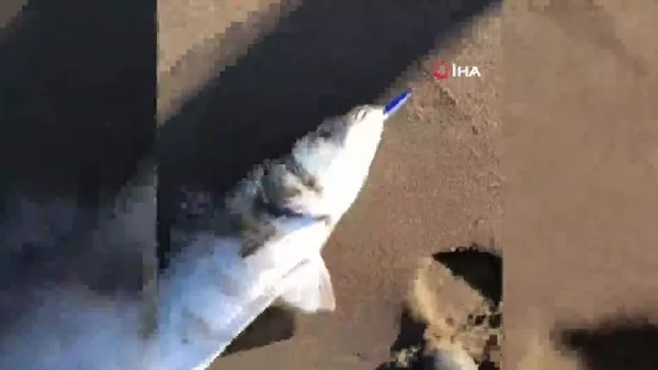 Sakarya'da ilk defa lüfer balığı yakalayan amatör balıkçının gülümseten heyecanı kamerada