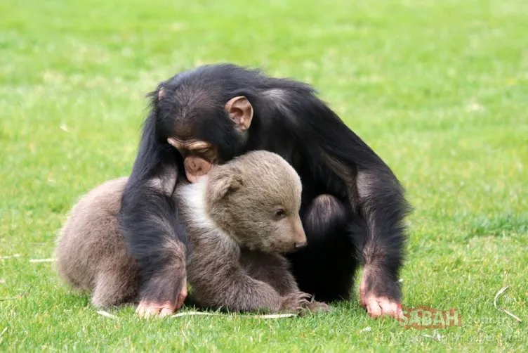 Dostlukları şaşırtıyor! Şempanze ’Can’ ile yavru ayı ’Boncuk’ mutlu mesut yaşıyor