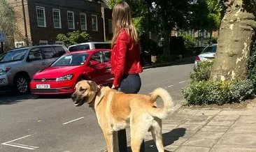 Londra sokaklarında bir kangal! Sivas Kangalı Pasha tüm dünyanın favorisi oldu #sivas