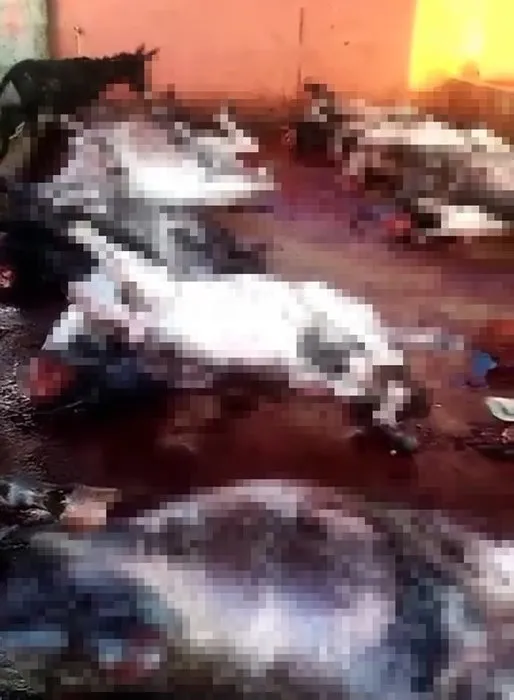 Adana’da 12 kesilmiş eşek bulundu! Mide bulandıran görüntü!