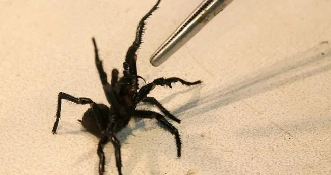 Örümceğin ısırdığı çocuk 12 şişe panzehirle kurtarıldı