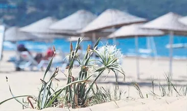 Kum zambakları belediye kurbanı