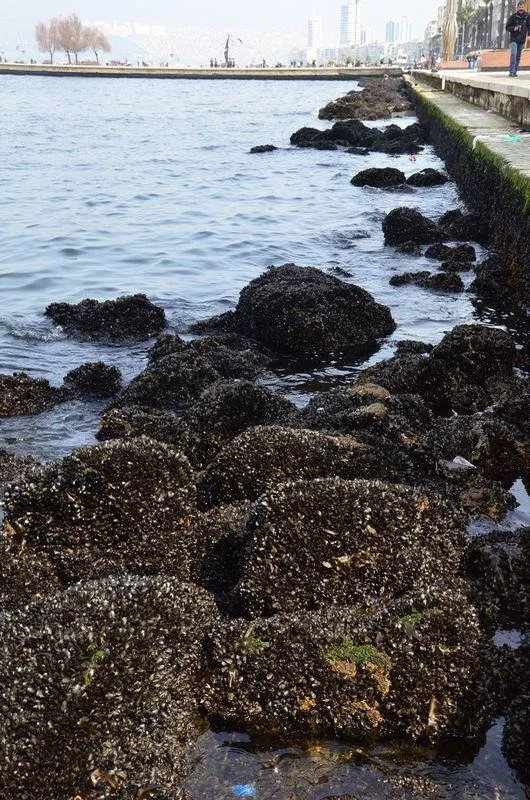 İzmir'de korkutan çekilme