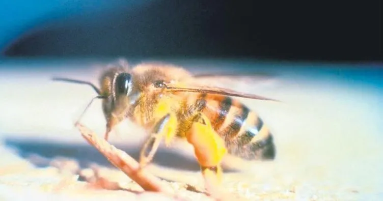Bin katil arı saldırdı ama öldüremedi