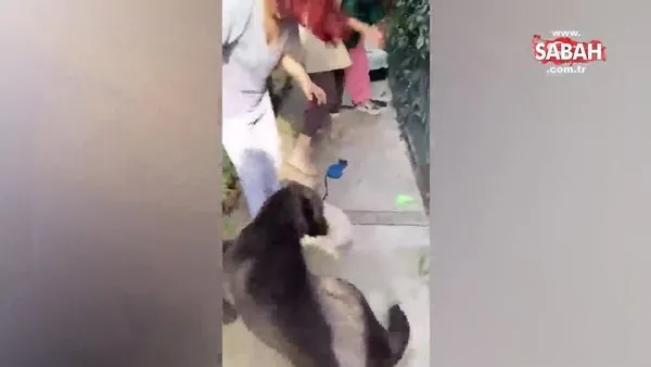 Fenomen Banu Parlak'ın köpeği dehşet saçtı | Video