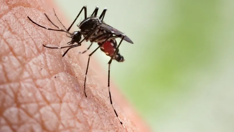 Asya kaplan sivrisineği tehlikesi! Bu şehirler tehdit altında...