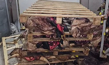 Kötü koku ihbarı ekipleri harekete geçirdi: Büyükbaş hayvan kafaları istiflenmiş halde bulundu! #bursa