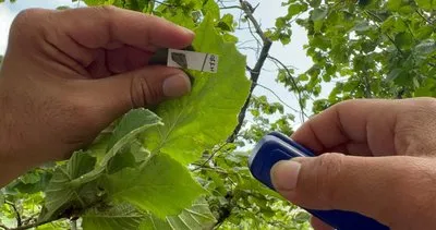 Trabzon'da kahverengi kokarca ile mücadele için 10 bin Samuray Arı bahçelere salındı #trabzon