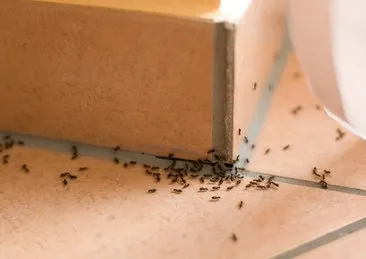 Evdeki karıncaları anında uzaklaştıran yöntem! Kimyasal kullanmaya gerek kalmıyor…