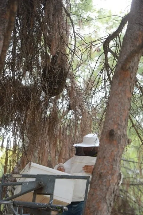 Parka konulan arılar vatandaşları soktu