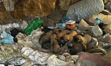 7 yavru köpek ölüme terk edildi! Ağzı bağlı çuvalın içinde bulundular