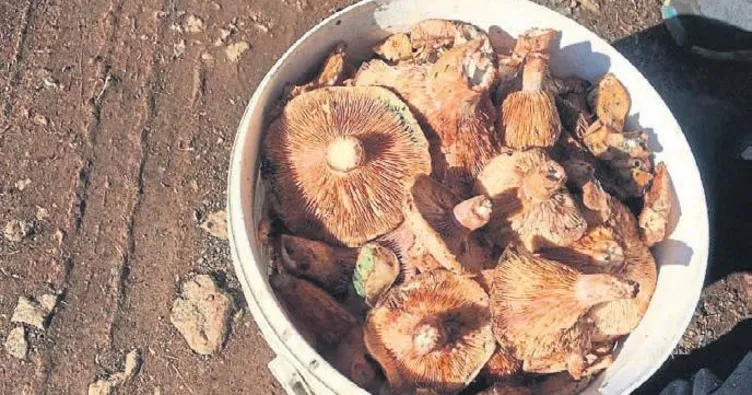 Çameli’nde mantar zamanı