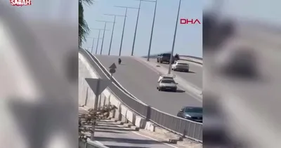 Kaçan keçi, trafiği birbirine kattı