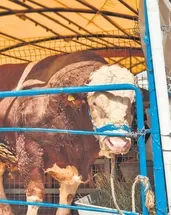 Kurban alımında son güne kalmayın