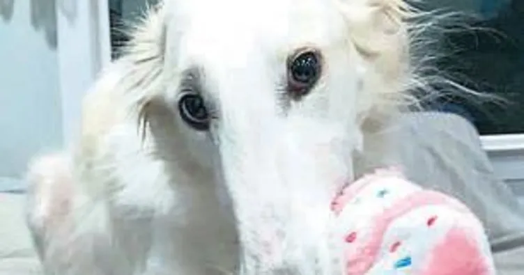 Dünyanın en uzun burunlu köpeği: Eris