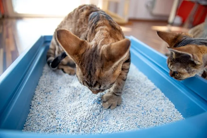 Kediler dışkılarını neden kuma gömer? Ardında öyle bir gerçek varmış ki... Duyan zekalarına hayran kalıyor!