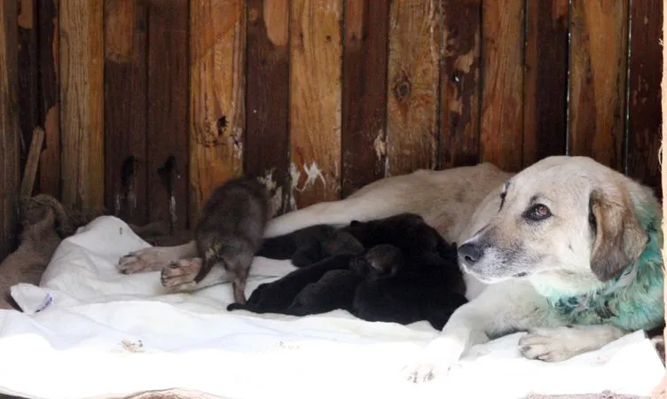 Diyarbakır’da bulunan 7 kurt yavrusu Şanlıurfa’ya getirildi
