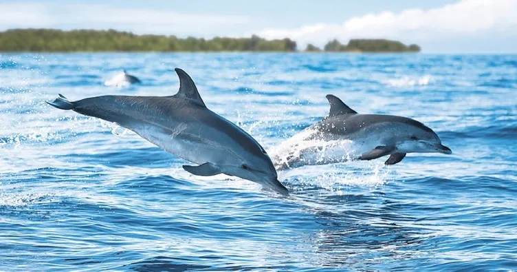 Yunuslar kimyasallardan kaçamıyor