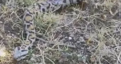 Nesli kritik derece tehlike altındaki Wagner Engereği Tunceli’de görüntülendi #tunceli