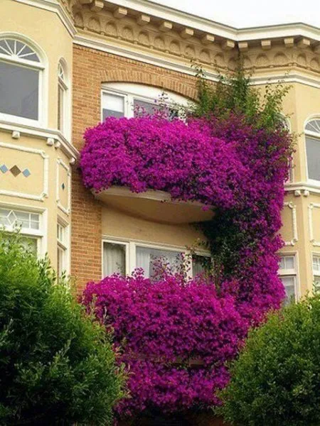 En Guzel Balkon Ve Bahce Cicekleri Galeri Yasam