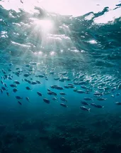 Deniz tabanının %99,999’u hala keşfedilmedi