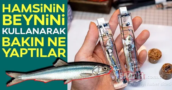 Teknoloji dünyası sınır tanımıyor. Bakın hamsiden ne yaptılar…