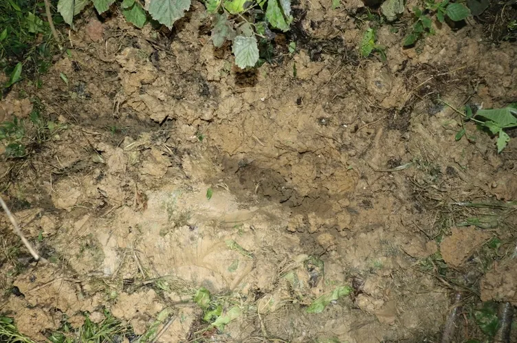2 günlük bebeğini fındık bahçesine gömdü: Cani anne hakkında yeni gelişme!