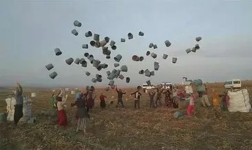 Kep değil, hasat töreni #afyonkarahisar