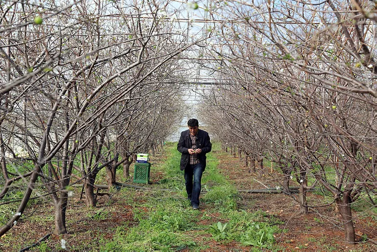Yılın ilk eriği çıktı! Kilosu cep yakıyor